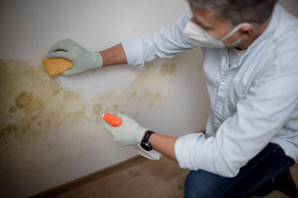 Professional Mold Removal in Grand Blanc, MI