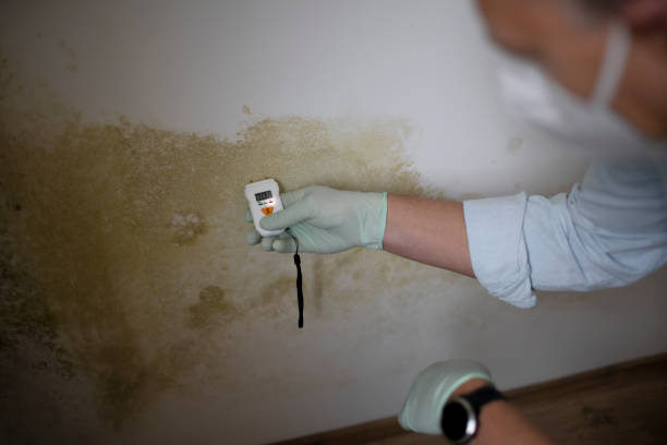 Best Commercial Mold Removal  in Grand Blanc, MI