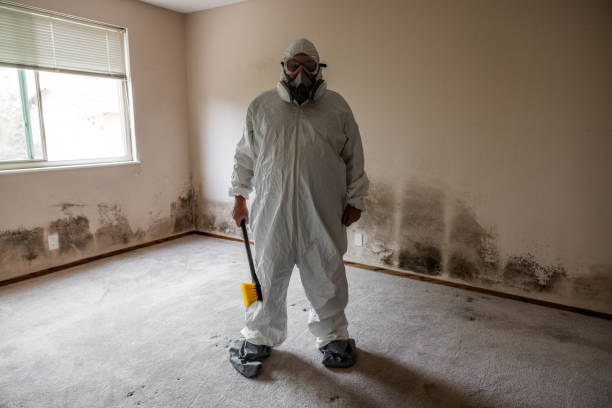 Best Attic Mold Removal  in Grand Blanc, MI