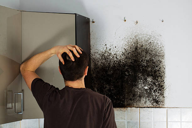 Home Mold Removal in Grand Blanc, MI